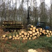 Houtoogst Bergeijk