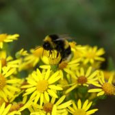 Herinrichting natuurcompensatie Olsmoere ven