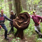 Blessen voor beter polderbos Staatsbosbeheer