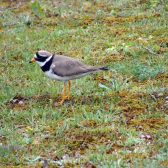 Vacature Senior ecoloog