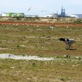 Broedvrij houden APM Terminal Maasvlakte II