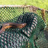 Leuke soorten tijdens viswerk