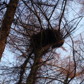 Gedragscode Zorgvuldig Bosbeheer Defensie