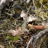 Reptielenonderzoek Gorsselse Heide