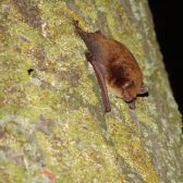 Natuurwaardenkaart gemeente Gennep