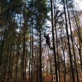 Opsnoeien voor kwaliteitshout in Bergeijk