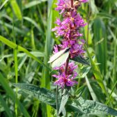 Passende beoordeling woningbouw Druten