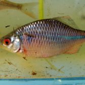 Vissenonderzoek IJzendoorn