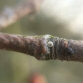 Bomen met Iepenpage eitjes blijven!