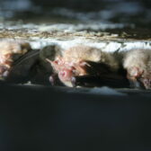 Monitoring vleermuizen Linschotbrug