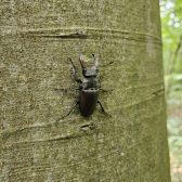 Ecologisch onderzoek en advies Gemeente Nijmegen