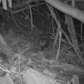 Monitoring en Inspectie Ecologie Amsterdam-Zuid en het Amsterdamse Bos